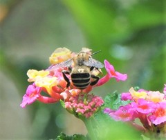 Anthophora capistrata