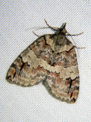 Hydriomena ruberata