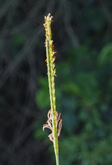 Tripsacum dactyloides