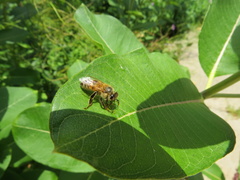 Apis mellifera