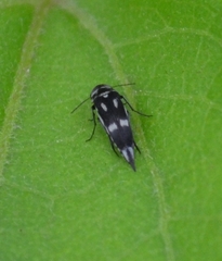Mordella tetraspilota