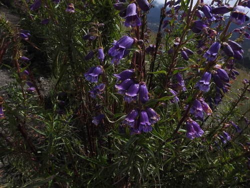 Image of Penstemon gentianoides by (c) Diana Fuentes, some rights reserved (CC BY-SA)
