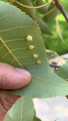 Caryomyia caryaecola