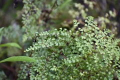 Odontosoria aculeata