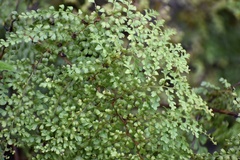 Odontosoria aculeata