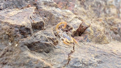 Centruroides infamatus