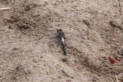 Leucorrhinia proxima