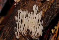 Artomyces austropiperatus
