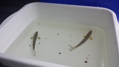 Salmo salar