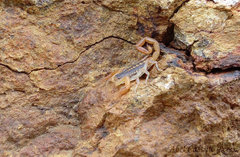 Centruroides infamatus