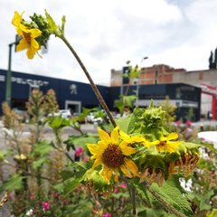 Smallanthus maculatus