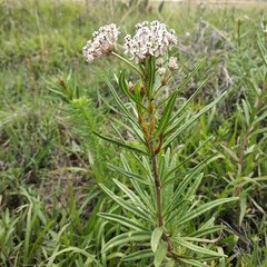 Asclepias mexicana