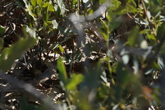 Sceloporus arenicolus