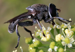 Myolepta aurinota