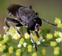 Myolepta aurinota