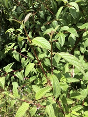 Cornus sericea occidentalis