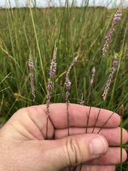 Polygala appendiculata