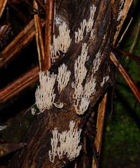 Artomyces austropiperatus