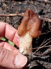 Gyromitra