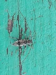 Leiopus femoratus