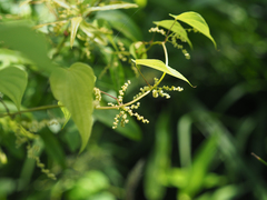 Dioscorea villosa
