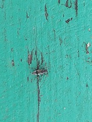 Leiopus femoratus