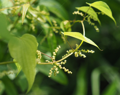 Dioscorea villosa