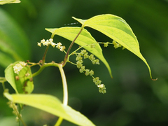 Dioscorea villosa