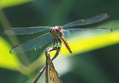 Libellula vibrans