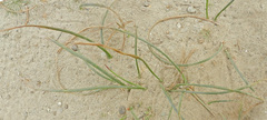 Juncus mexicanus