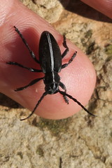 Dorcadion arenarium