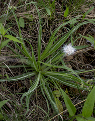 Nothocalais cuspidata