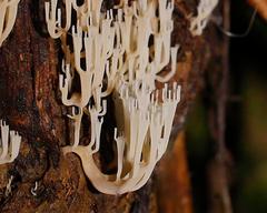 Artomyces austropiperatus