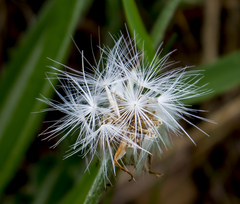 Nothocalais cuspidata