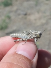 Trimerotropis pseudofasciata