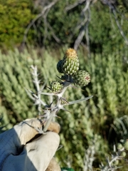 Cirsium douglasii