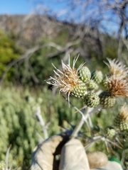 Cirsium douglasii