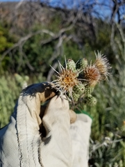 Cirsium douglasii