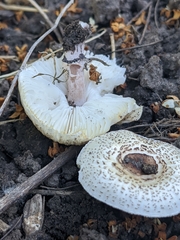 Lepiota lilacea