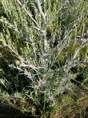 Cirsium douglasii
