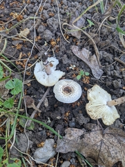 Lepiota lilacea