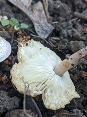 Lepiota lilacea
