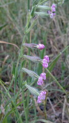 Silene bellidifolia
