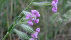 Silene bellidifolia