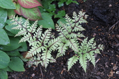 Athyrium otophorum