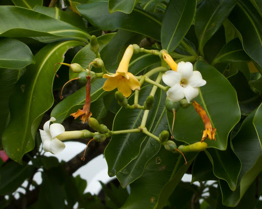 Fagraea berteroana