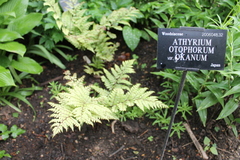 Athyrium otophorum