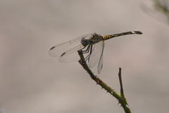 Micrathyria longifasciata
