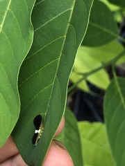 Protographium epidaus epidaus