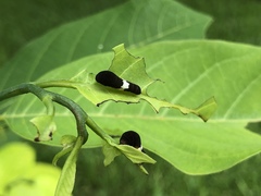 Protographium epidaus epidaus
